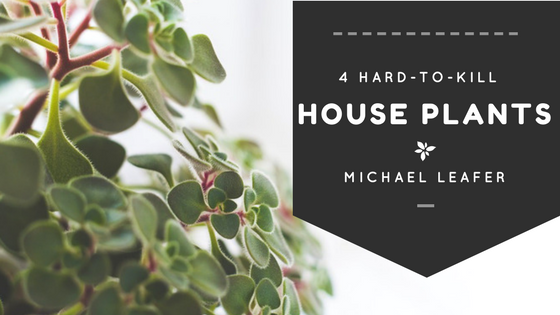 4 Hard-to-Kill Houseplants