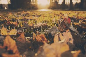 forest-meadow-leaves-autumn-large